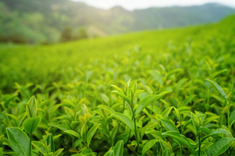 GreenTea様116専用 What is Shizuoka Zairai #16 cultivar? (静岡在来) - Shizuokatea