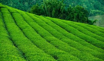 Why is Terraced Land used for Tea Production?