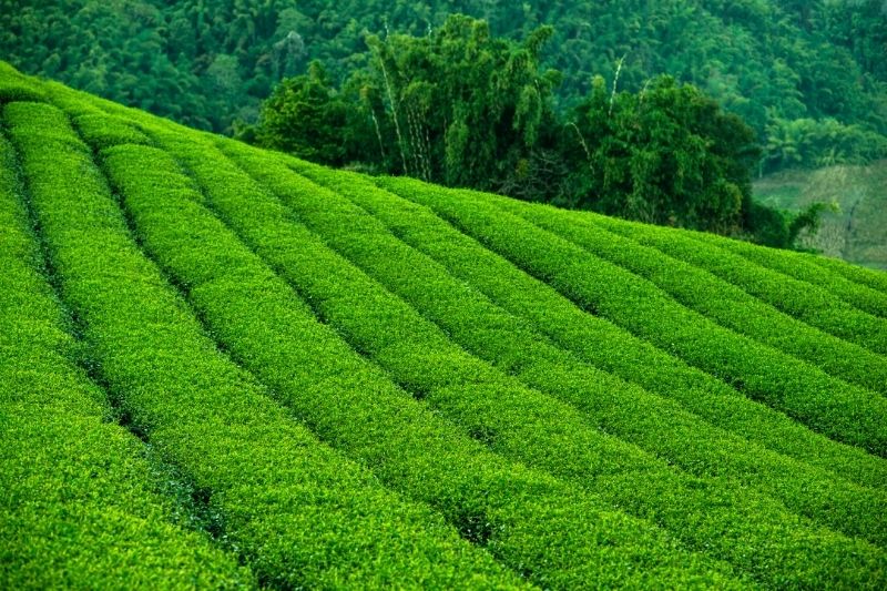 Why is Terraced Land used for Tea Production?