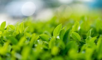 How to Source Organic Green Tea from Japan