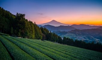 Kagoshima Tea and How Volcanic Soil is Good For Tea