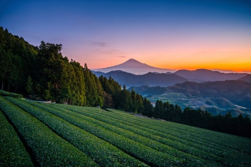 An full hd picture with a full cup of green tea with a tea bag in it and a  tea leaves around it and a beautiful landscape of mountains in the  background