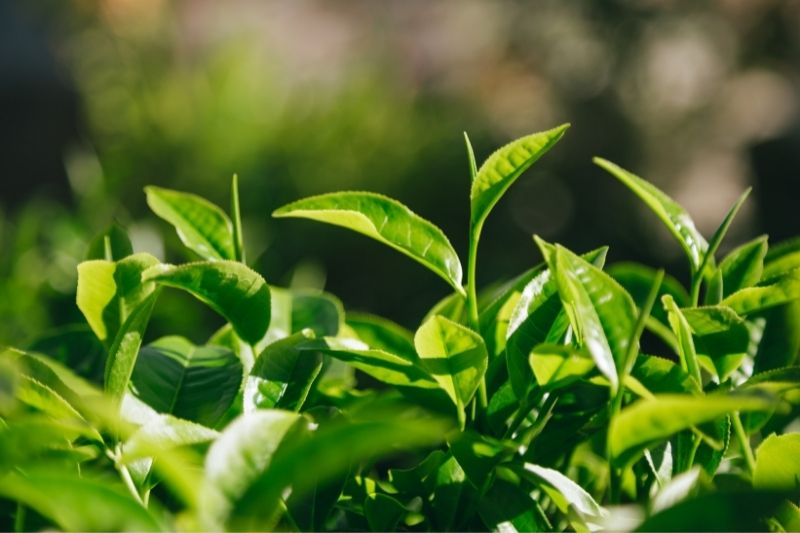 How to Import Organic Japanese Tea to Australia