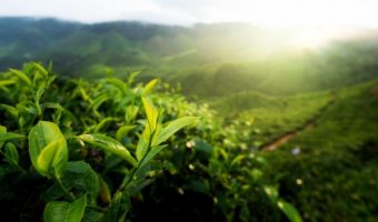 How to Import Organic Japanese Tea to EU countries