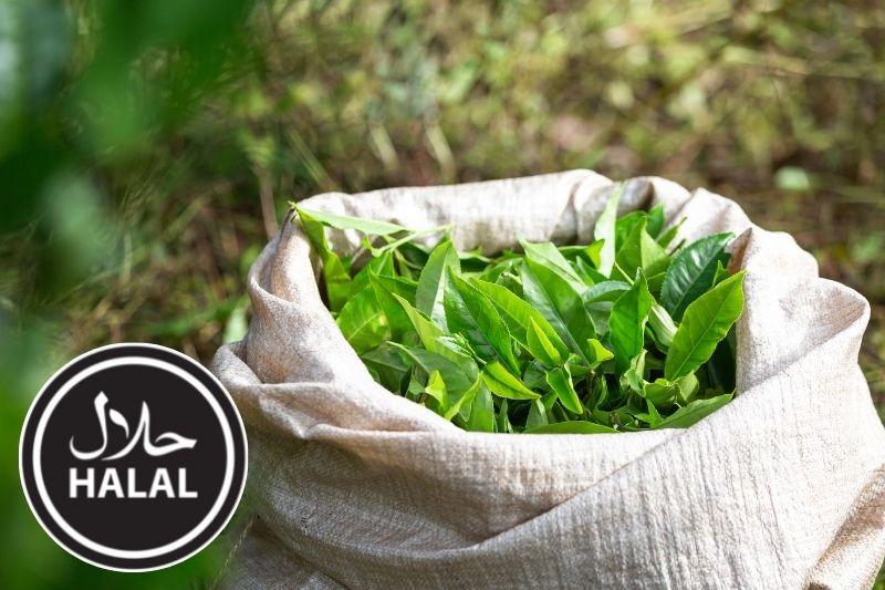 How to Import Japanese Tea with Halal Certification?