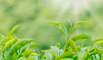 How to Import Organic Japanese Tea to Hong Kong