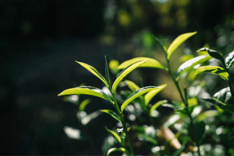 CA278 – The sensational new tea from Kagoshima