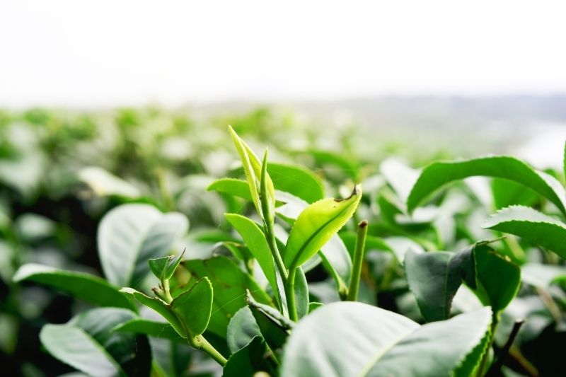 How do I legally resell JAS Organic Certified Tea?