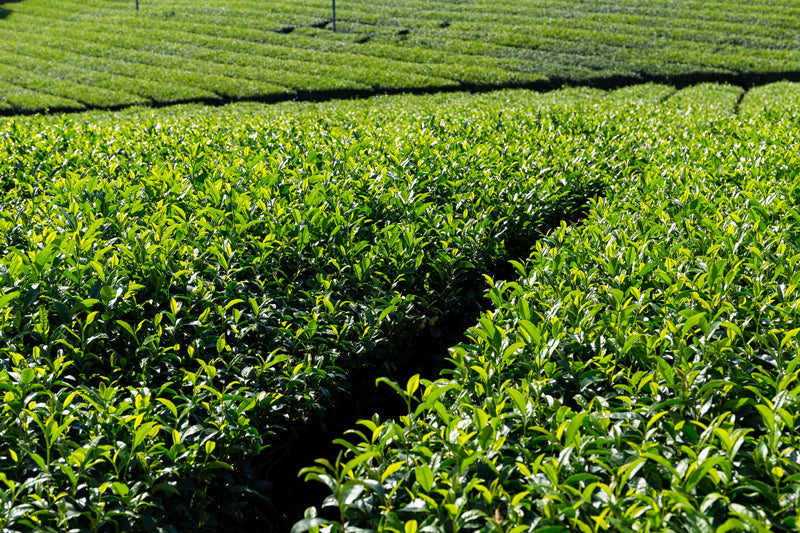 The Truth About the Difficulty in Obtaining Organic Matcha in 2025