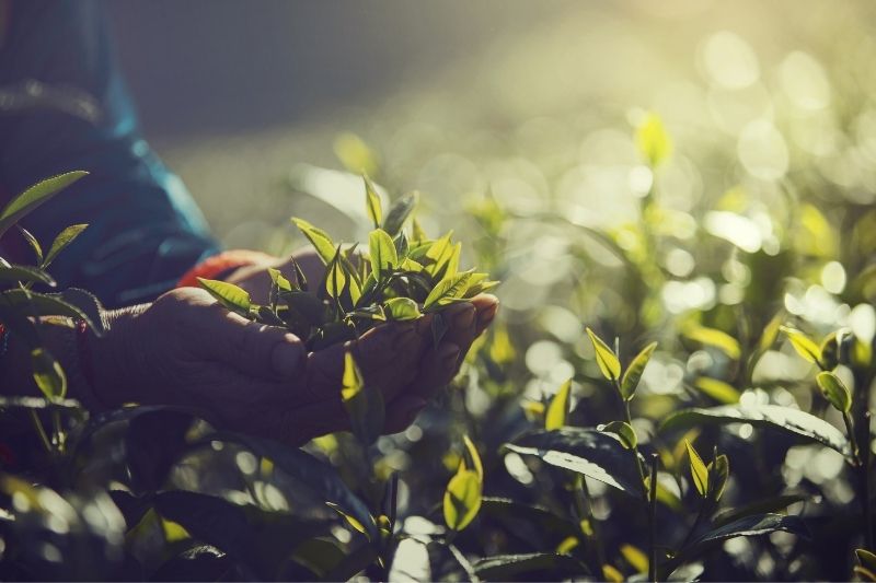 Tea Importing and Marketing