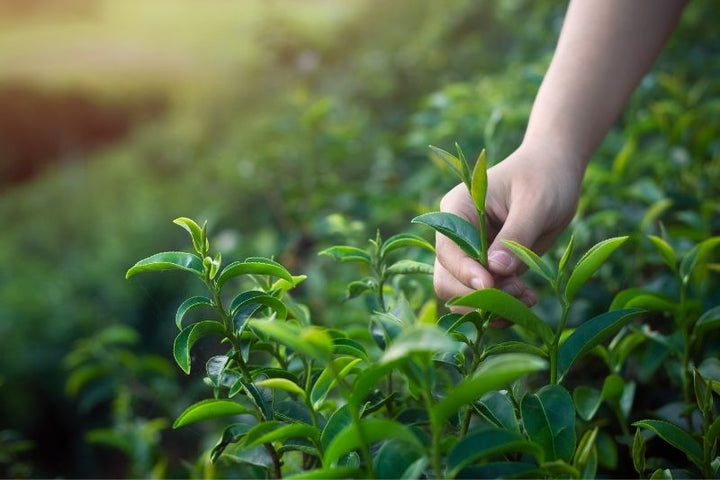 What is Asatsuyu Cultivar?