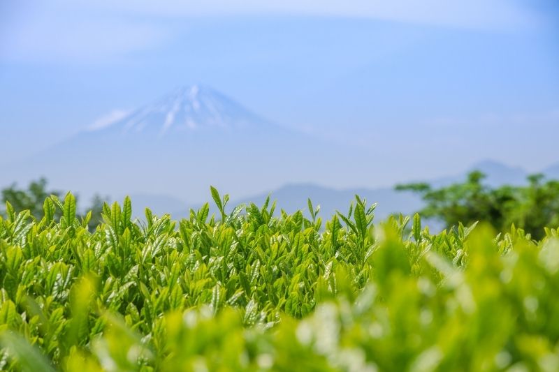 What is COI? – Does COI suffice as organic certification for your organic Japanese Tea?