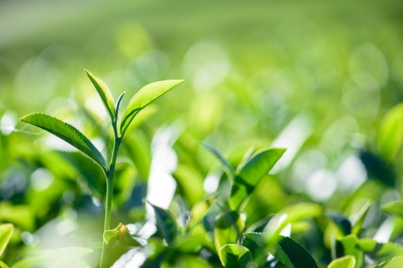 What is Shizu-7132 Cultivar? - Shizuokatea