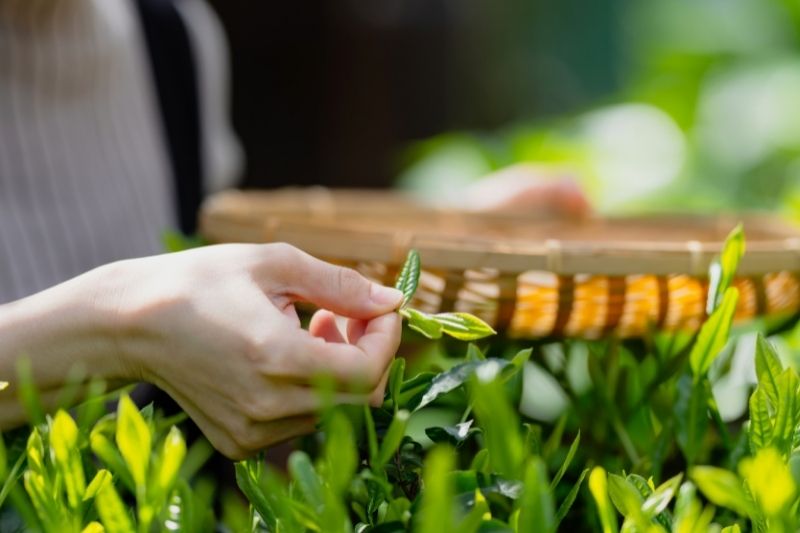 What is a Phytosanitary Certificate, and how does it matter to import Japanese Green Tea?