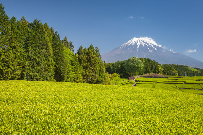 What is Shizu-7132 Cultivar? - Shizuokatea