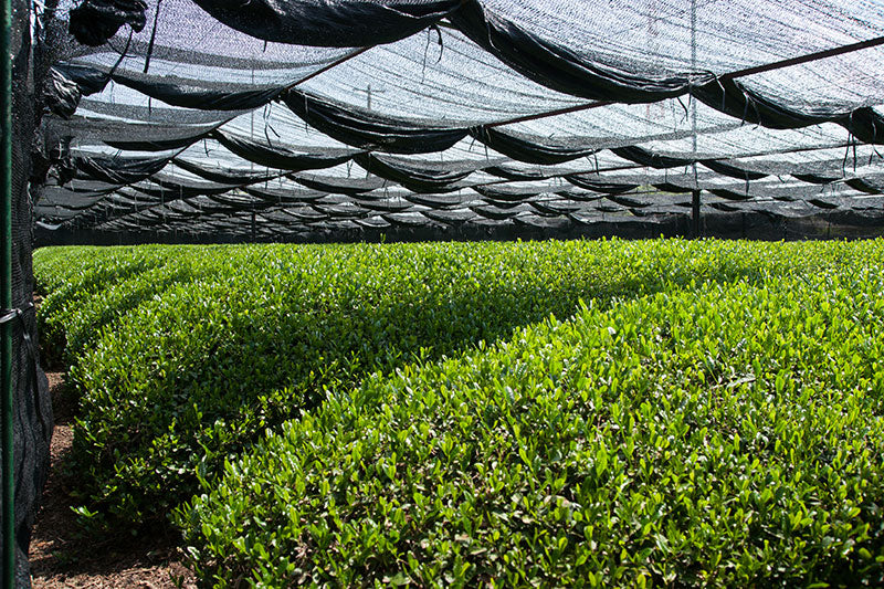 Covering Process of Japanese Tea Plants