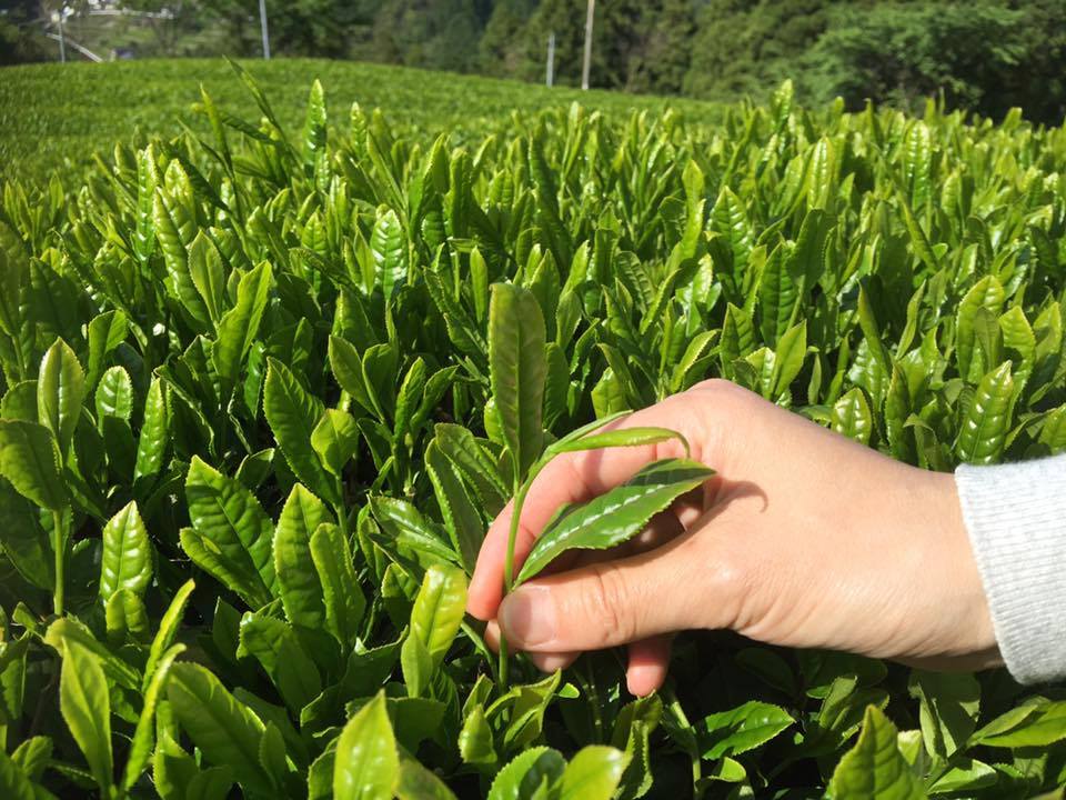 Documents Behind Importing Japanese Tea to the US