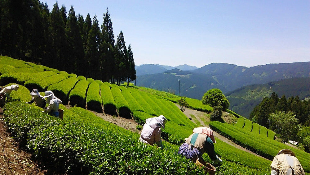 Is Ito En Causing the Green Tea Shortage? The Real Story
