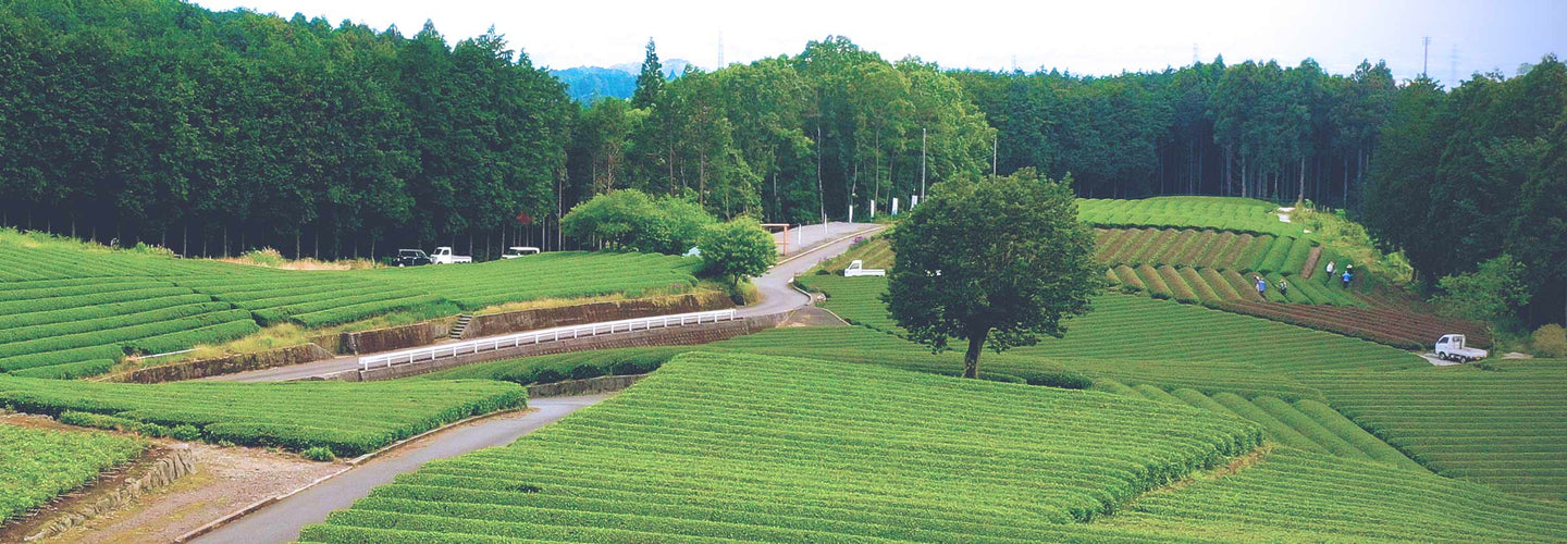 Shizuoka tea