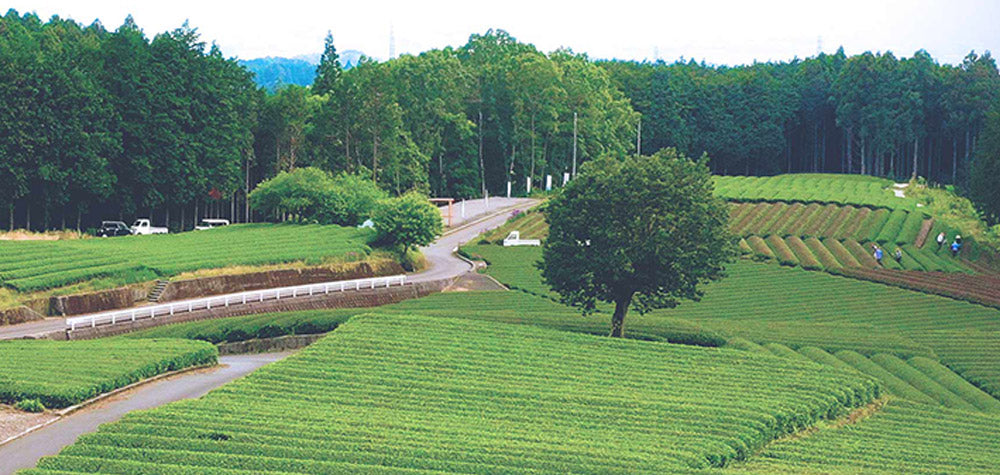 Wholesale Services With Japanese Green Tea Co